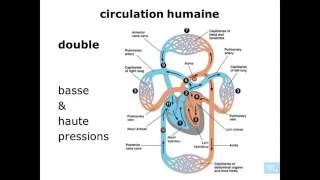 physiologie cardio vasculaire partie 1 [upl. by Nosretep]