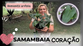 samambaia coração  Hemionitis arifolia  conhecer vem conhecer tudo sobre ela se não conhece ainda [upl. by Carny600]