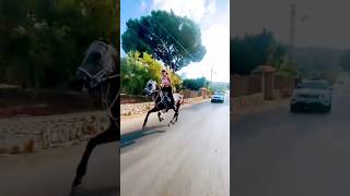 horse and car race  horse riding shorts horse youtubeshorts horseriding youtube [upl. by Ahsiuqram904]