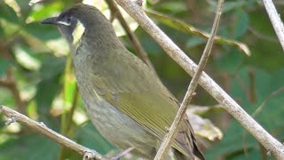 The sound of Lewins Honeyeater [upl. by Hodosh]