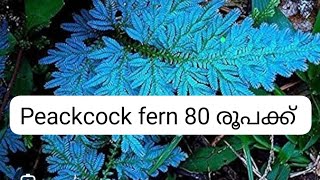 peakcock fern 80 onlypeackcock fern propagationplease subscribe🙏 9633567966 [upl. by Pride]