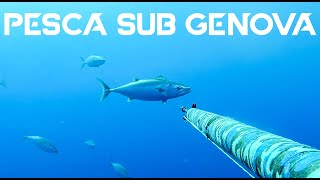 Pesca Sub Genova  Raccolta Cattura Palamite 2019 [upl. by Scotty]