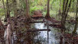 Barataria Preserve Jean Lafitte National Historical Park 2024 Ring Levee Trail [upl. by Tawnya]