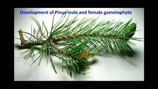 Development of Pinus male and female gametophytes  life cycle of pinus [upl. by Acceber]