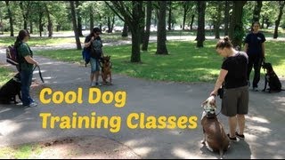 Getting Creative with Dog Training Classes [upl. by Noicnecsa382]