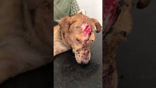 Emaciated Senior Dog Found with Skull Split Open With Rope Around Neck STORY BELOW [upl. by Anahsor]