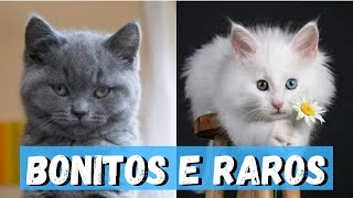 As 16 Raças de Gatos Mais Bonitas e Raras do Mundo [upl. by Anauqed]