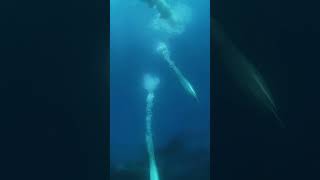 Gannet dive into water like a rocket [upl. by Alysoun542]