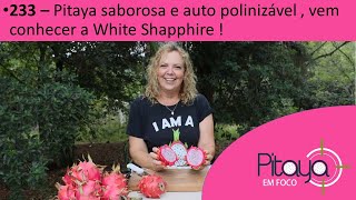 233  Pitaya saborosa e auto polinizável  vem conhecer a White Shapphire pitaya dragonfruit [upl. by Earvin]