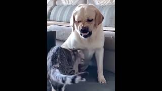 cat and dog crazy moment 🤭 catdog funny crazy [upl. by Yelsew]