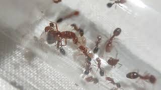 Solenopsis xyloni  Native Fire Ants [upl. by Nebe]