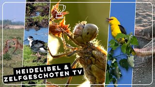 Heidelibel wandelende kleine kamster en zingende wielewaal  Zelf Geschoten  Vroege Vogels [upl. by Nylirehs]