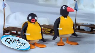 Pingus Sledge Academy Pingu Official Channel [upl. by Cilegna]