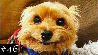 Cutest Yorkshire Terriers Compilation 🐶 Funny Yorkies Video [upl. by Flint]