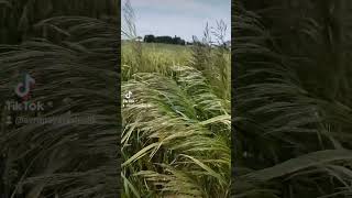 keşfetbeniöneçıkar nature viralvideo treding keşfetbeniöneçıkar buğday tarlasıbelçikabelgia [upl. by Neret]