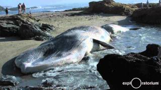 What is Baleen I Sample from a Blue Whale I Exploratorium [upl. by Asselam]