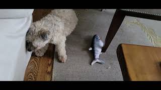 Flopping Fish vs Rooney  Dogwalker 4124 [upl. by Lennej]