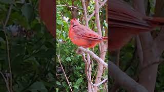 Red Cardinal DLynch nature northerncardinal [upl. by Atinauj]