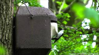 Halsbandschnäpper mit Gesang  Collared flycatcher singing  Ficedula albicollis 1080p HD [upl. by Ailhad]