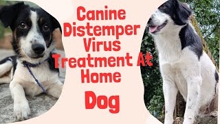 Canine Distemper Home Remedies  Treatment At Home  Symptoms [upl. by Innaig]