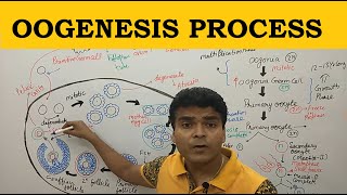 Oogenesis in Hindi  Oogenesis Process  Phases of Oogenesis  Oogenesis Class 12 NEET BSc BPharma [upl. by Ilrebma]