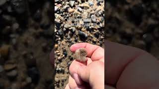 Gastropod Fossil 350 MYA nature fossil explore rockhounding michigan cool wildlife water [upl. by Naujed]