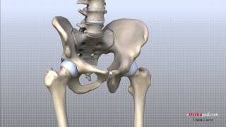 Hip Anatomy Animated Tutorial [upl. by Lj204]