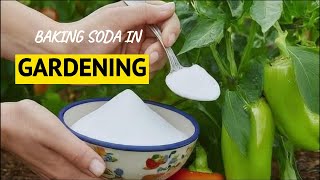 10 Clever Uses of Baking Soda in Gardening [upl. by Merwyn437]