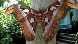 Attacus atlas [upl. by Ilecara]