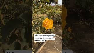 Listen to yellow rose music with a PlantWave plant music device [upl. by Allerus]