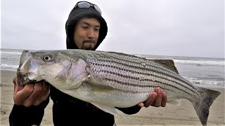 The Most EPIC Striped Bass Surf Session Live Anchovies Washed on Shore [upl. by Lowis]