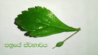 දියවැඩියාව සඳහා හෙළ ඔසුවක්  වල් කොත්තමල්ලි  Scoparia dulcis  helaosu [upl. by Morna]