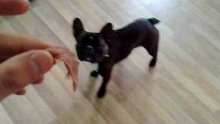 בולדוג צרפתי  אוכל רק כשאומרים לו quotבתאבוןquot  French Bulldog Trick [upl. by Annayram]