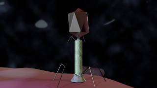 Bacteriophage T4 Virus 3D Animation [upl. by Ardnekahs893]