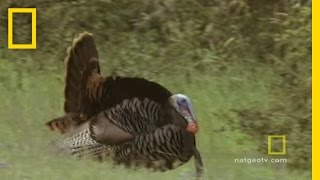 Turkeys Gone Wild  National Geographic [upl. by Naiva]