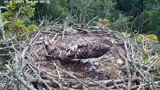 Poole Harbour Osprey 5R0 fledging 14th July 2024 [upl. by Anirtal914]