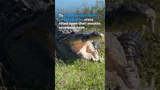 Massive crocodile spotted taking a sunbath in Everglades Shorts [upl. by Akinak852]