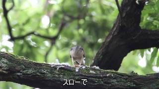 野鳥 ツミの餌渡し Accipiter gularis [upl. by Noitna]