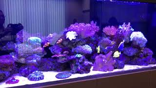 ONF LED on 180x50x85cm Marine Coral Reef Tank [upl. by Nivlem971]