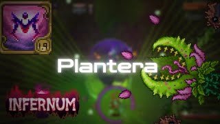 Plantera Melee  Infernum Mode Expert Terraria Calamity Mod 203 [upl. by Eirroc]