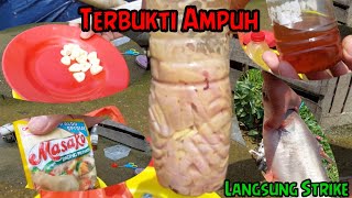 Bikin Racikan Umpan Usus Ayam  Terbukti Ampuh Langsung di sambar [upl. by Ennasus]