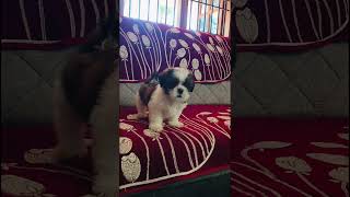 Puppy barking 🤣😂 shih tzu barkingshorts cute milodoglover [upl. by Jovitah251]