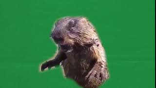 Green Screen Gopher Scream [upl. by Tina]