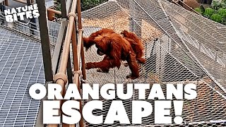 Orangutans ESCAPE Zoo Enclosure  Secret Life of the Zoo  Nature Bites [upl. by Aisanat187]