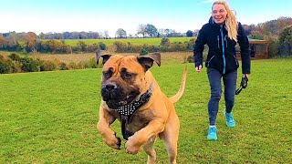 160 lbs Boerboel Mastiff Big Dog Agility Training [upl. by Forcier]