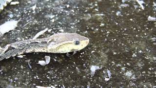 Bothrops asper Knowing a Ferdelance  Conociendo un Barba amarilla o terciopelo [upl. by Drucill]