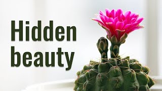 CACTUS FLOWERING SECRETS  TOP 5 CACTI WITH 100 BLOOMING [upl. by Ayimat496]