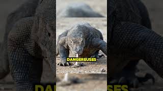 Les trois reptiles les plus dangereux au monde reptile dangerous dangereux [upl. by Jacey]