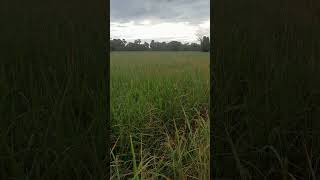 Rice field landscape part 9 shorts [upl. by Sproul112]