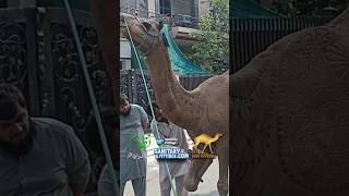 Camel Qurbani EID [upl. by Posehn83]